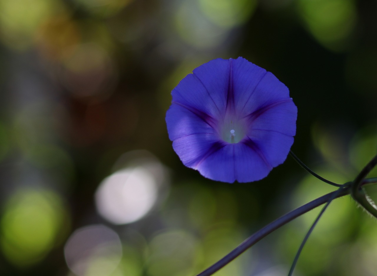 Image - zorea violet flower plant blue