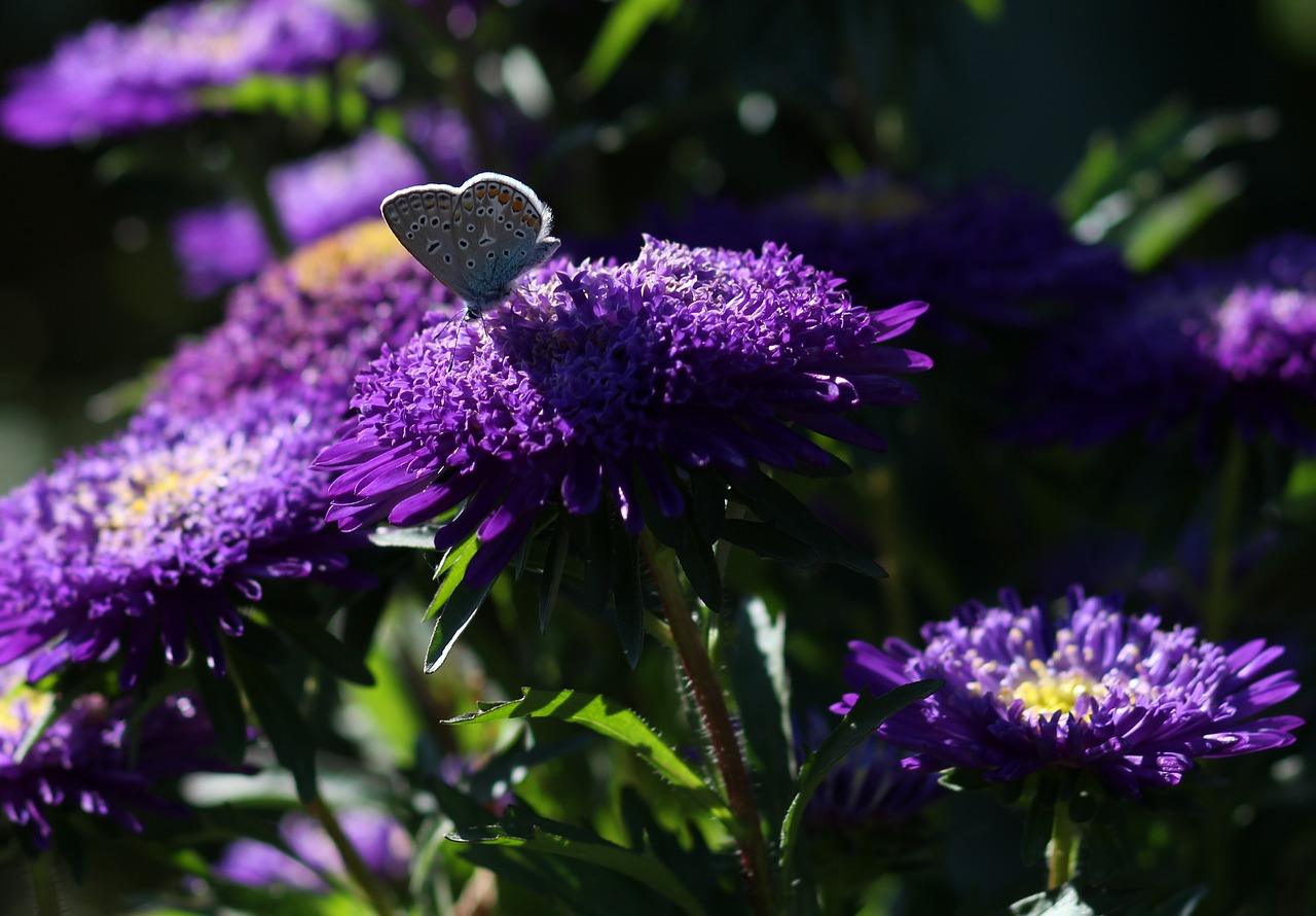 Image - butterfly blue flower mov wings