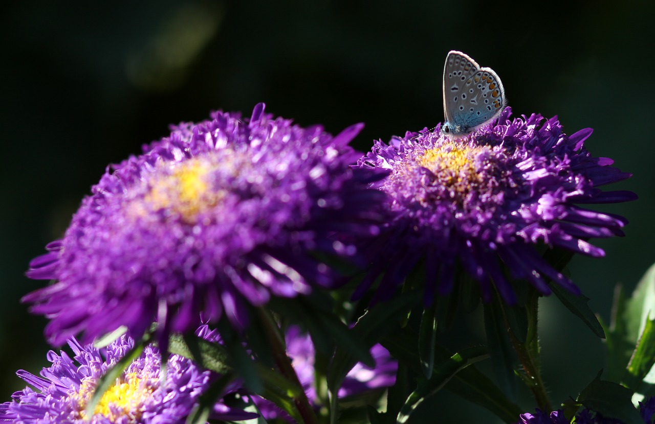 Image - butterfly blue flower mov wings