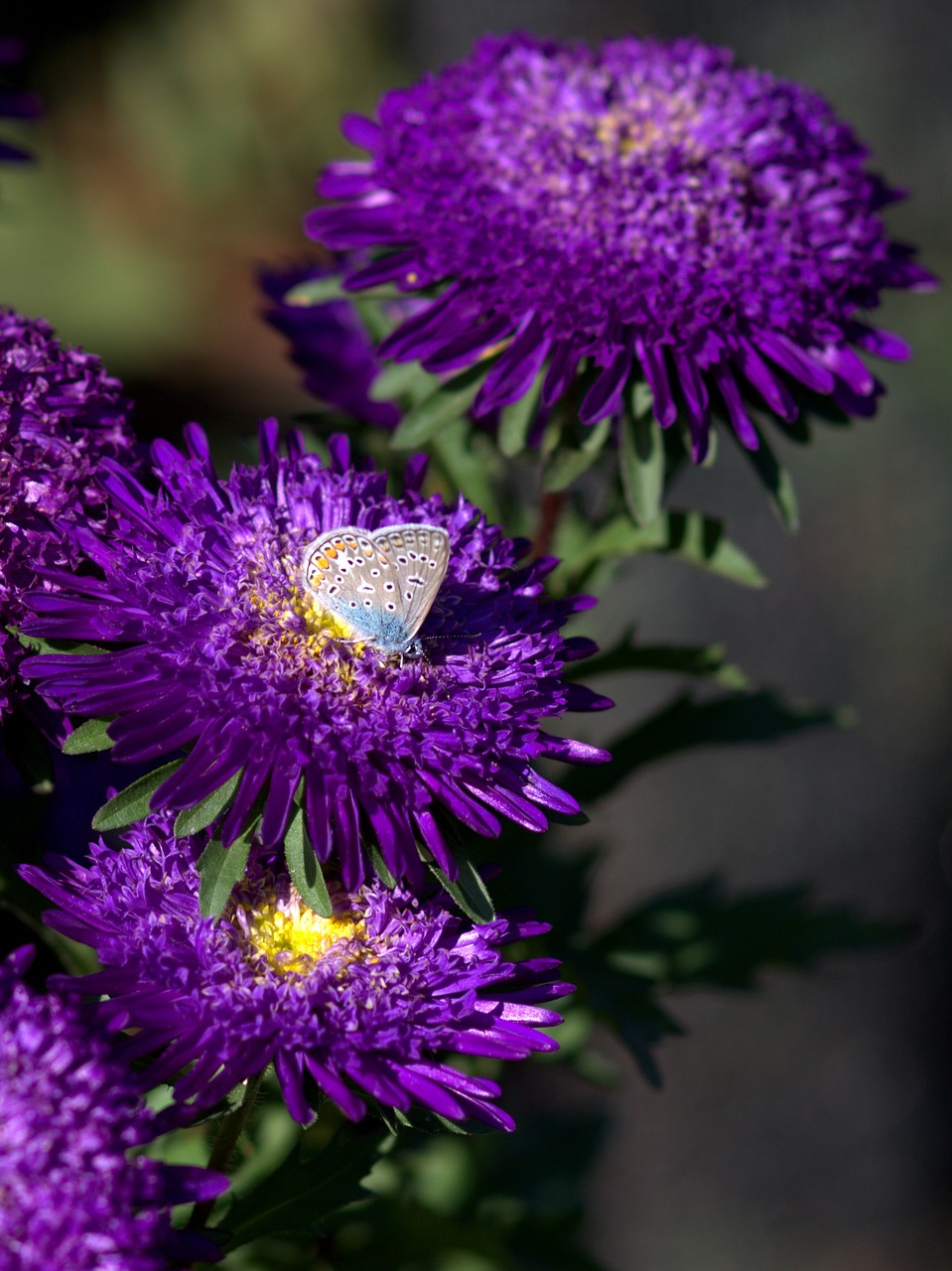 Image - butterfly blue flower mov wings