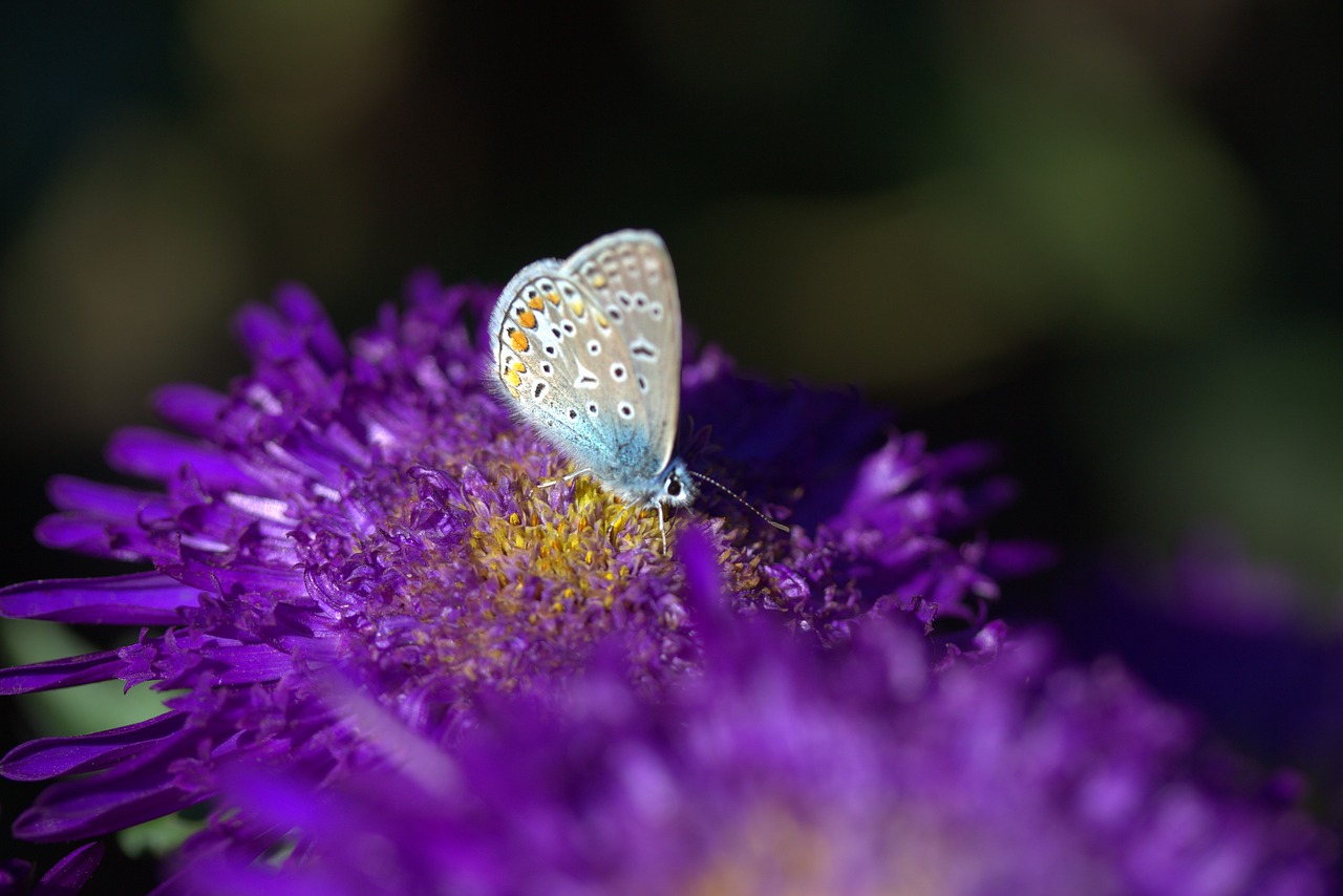 Image - butterfly blue flower mov wings