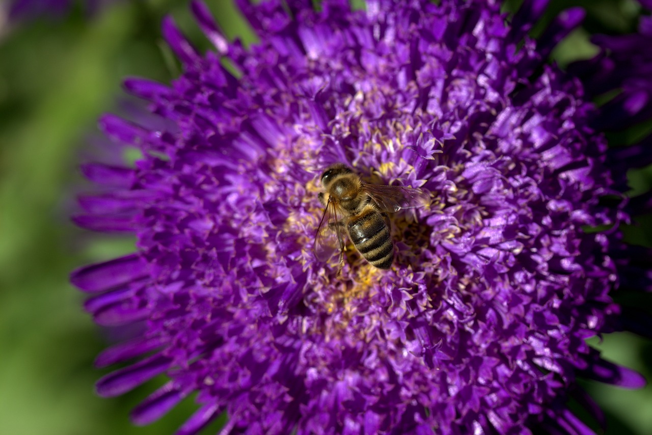 Image - bee flowers wings insecta coloring