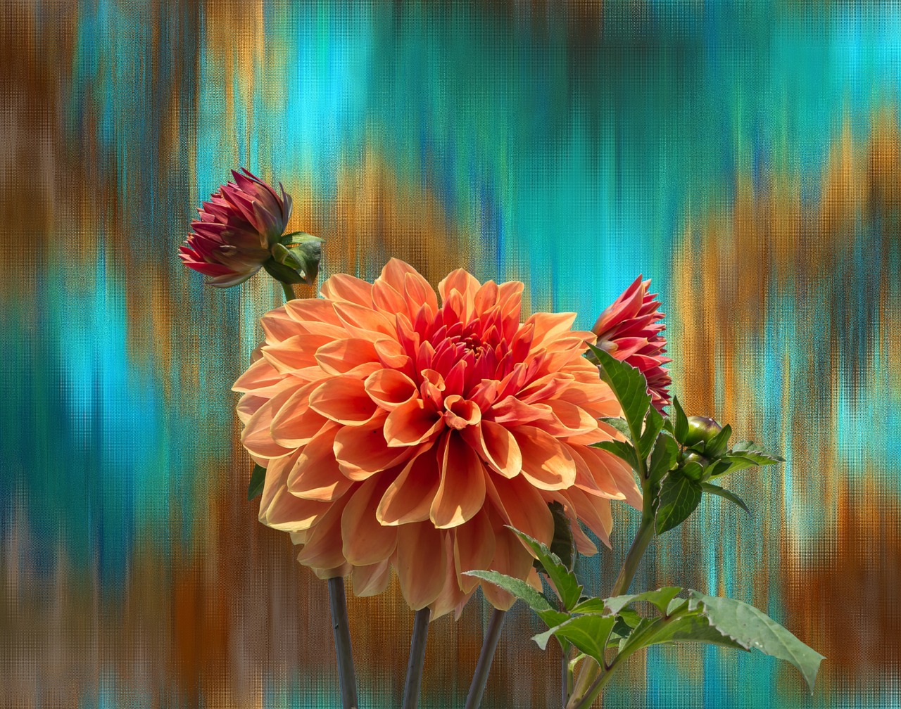 Image - dahlia autumn dahlia garden blossom