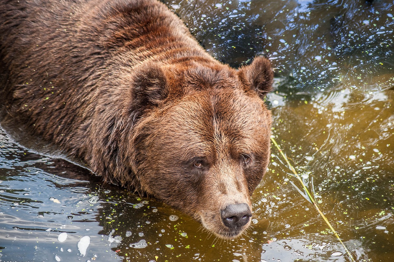 Image - brown bear water close eyes fur