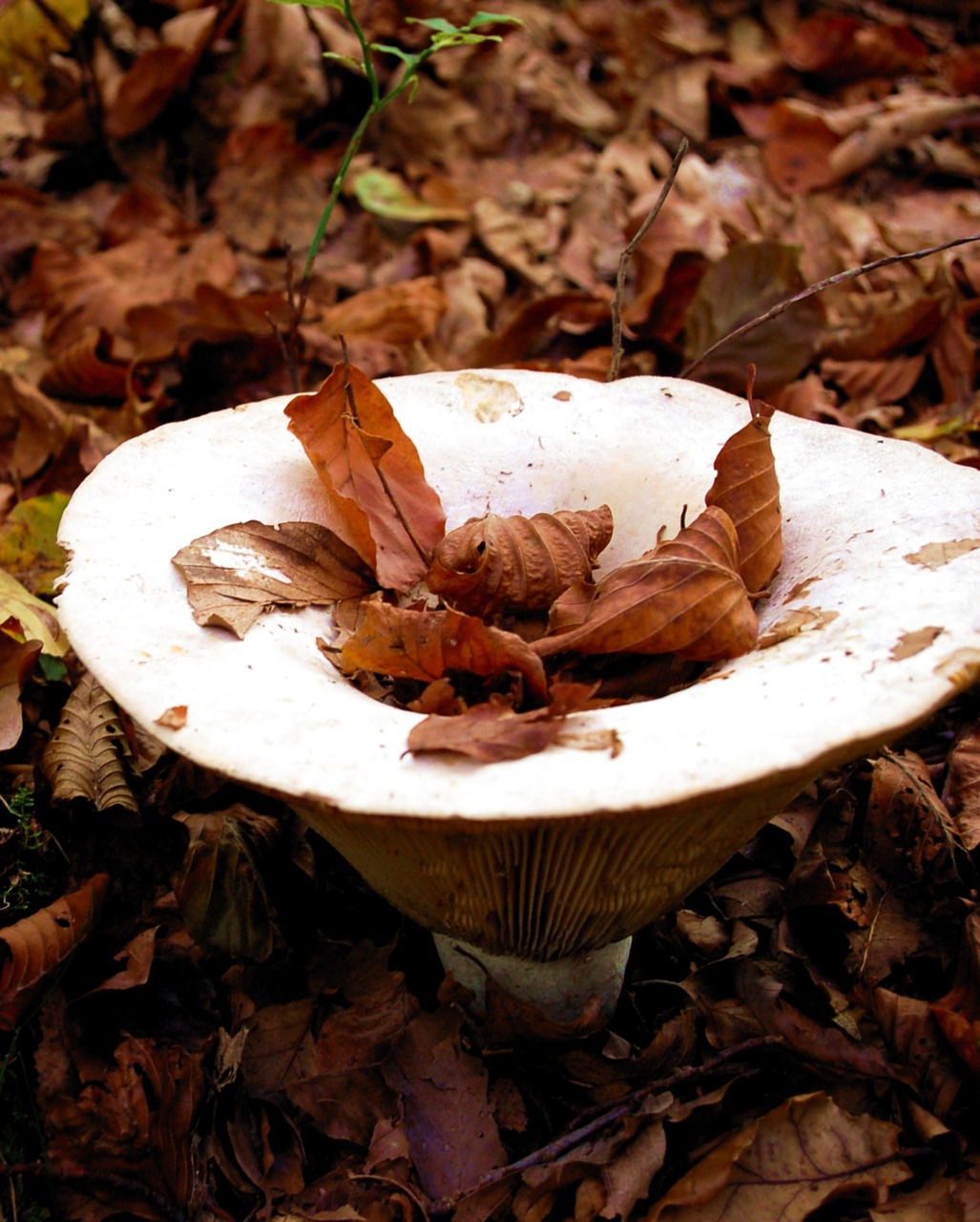 Image - mushroom autumn forest funnel