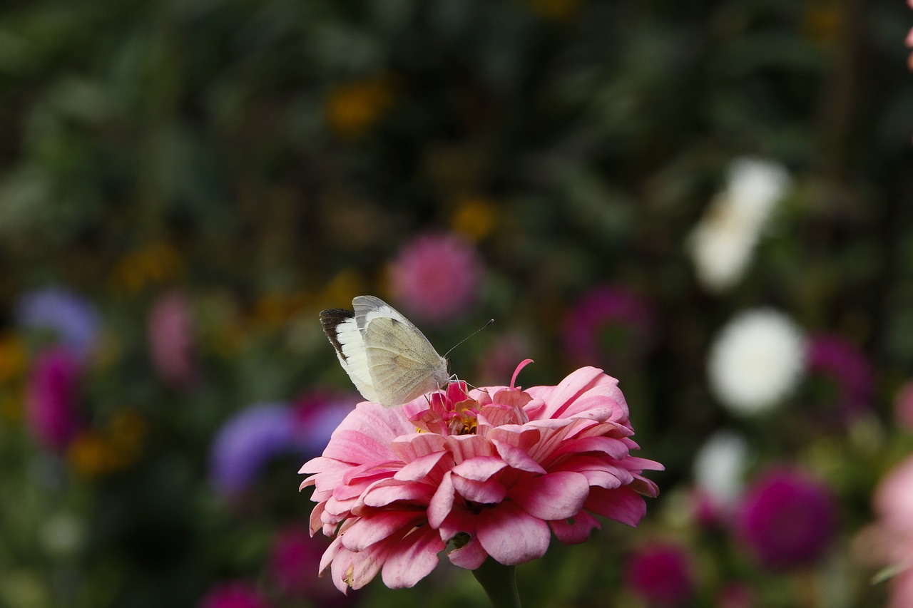 Image - flower butterfly nature peony