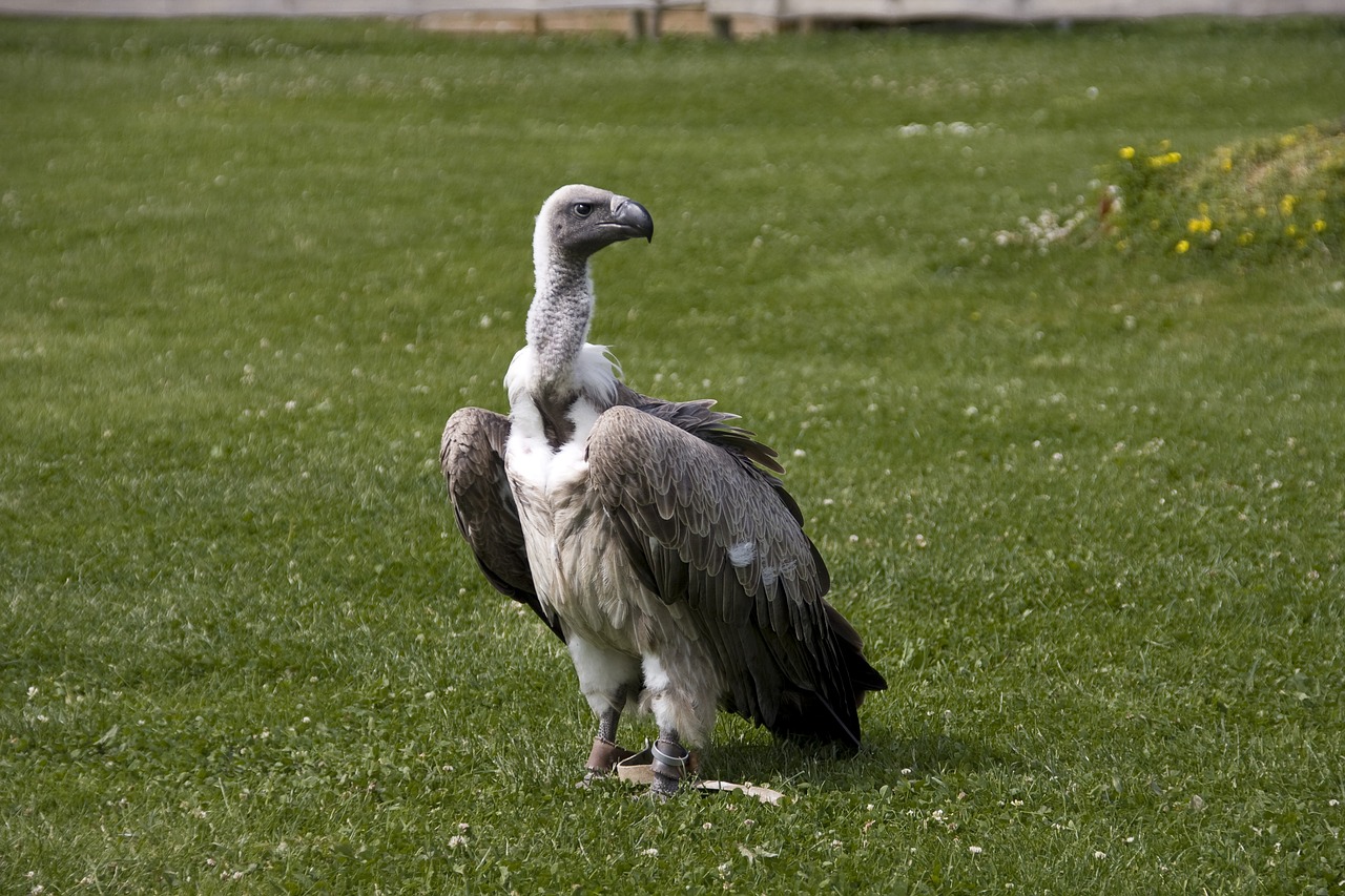 Image - vulture bird raptor scavengers