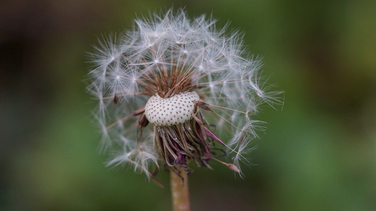 Image - dandelion autumn out nature close