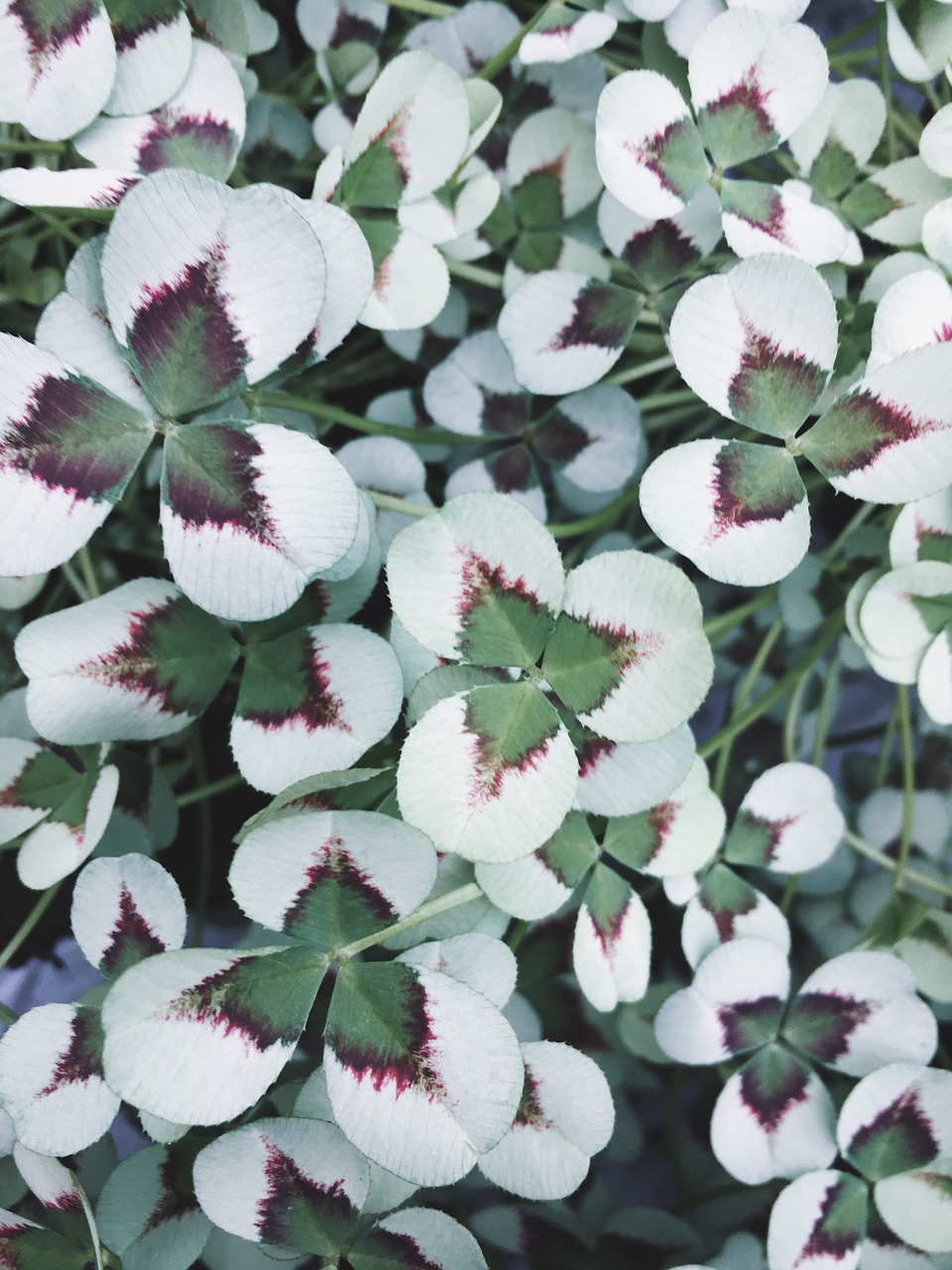 Image - clover plants planting have