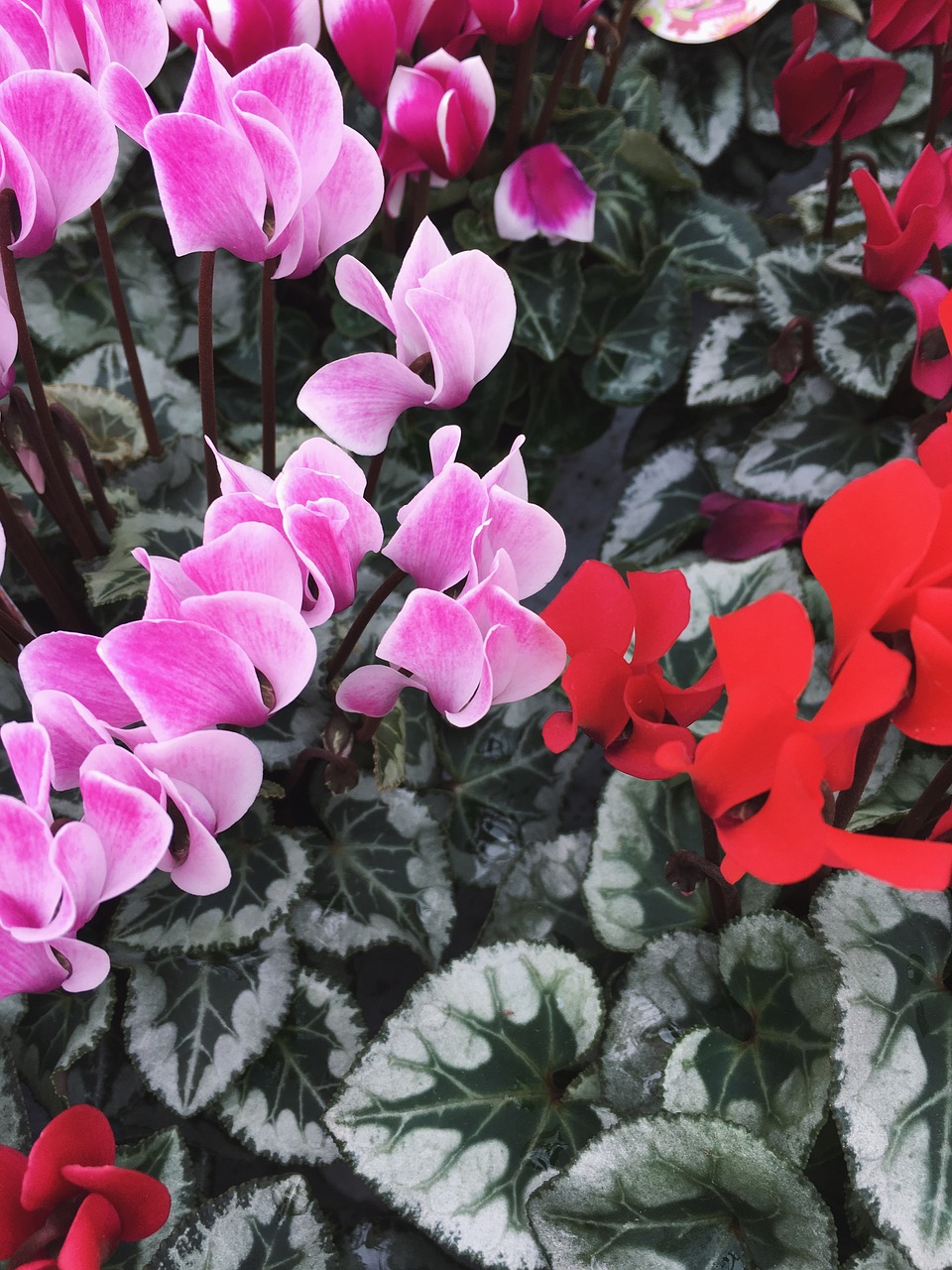 Image - cyclamen plant flowers winter