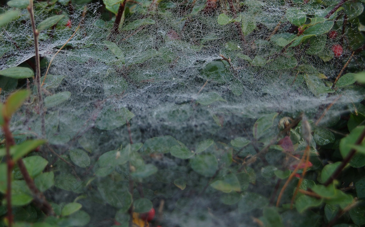 Image - garden cobweb close nature