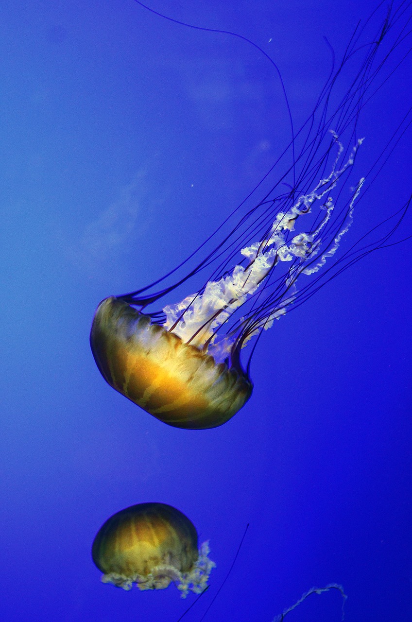 Image - jelly fish jellyfish sea fish