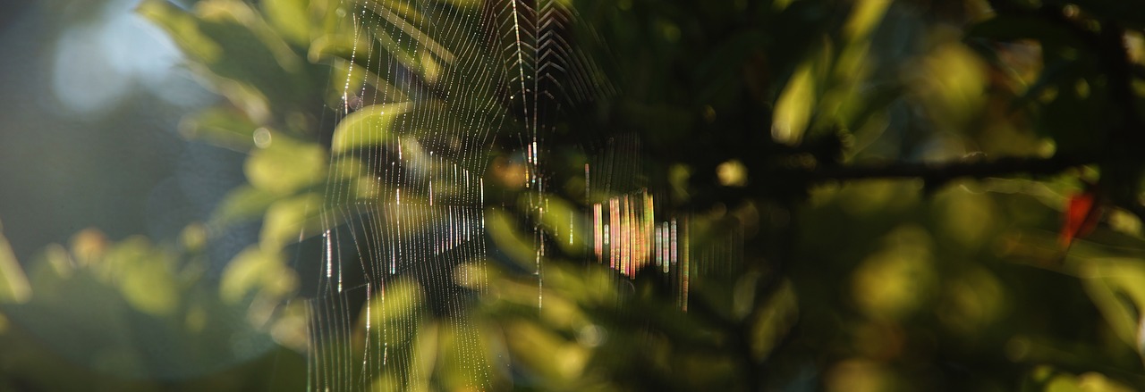 Image - background cobweb section close