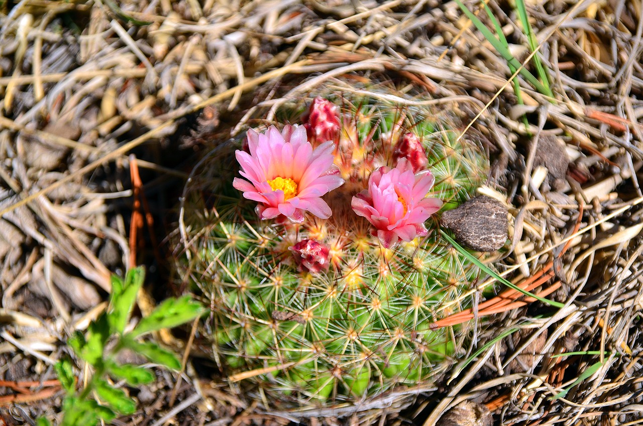 Image - cactus flower summer green plant