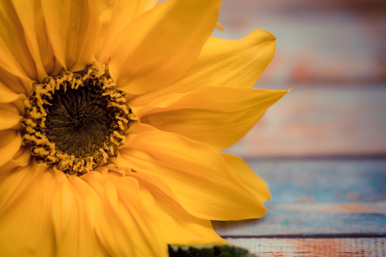 Image - sunflower flower background flowers