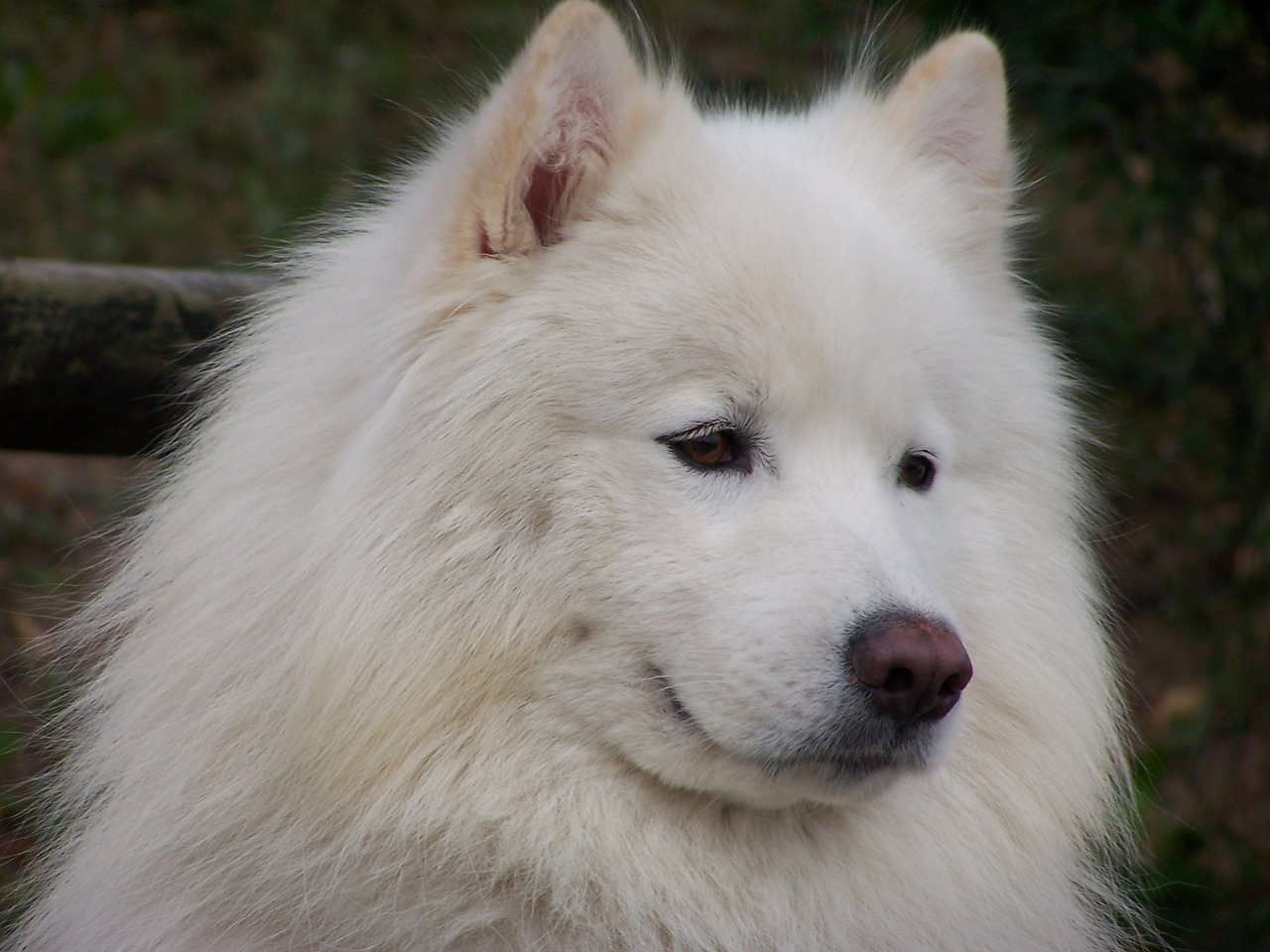 Image - prince samoyed dog