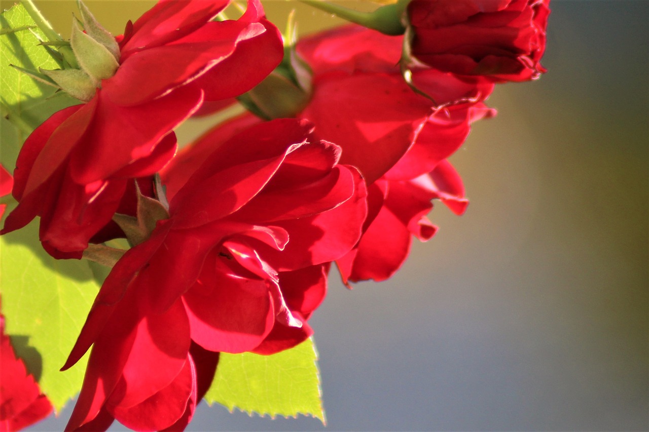 Image - rose natural beautiful red roses