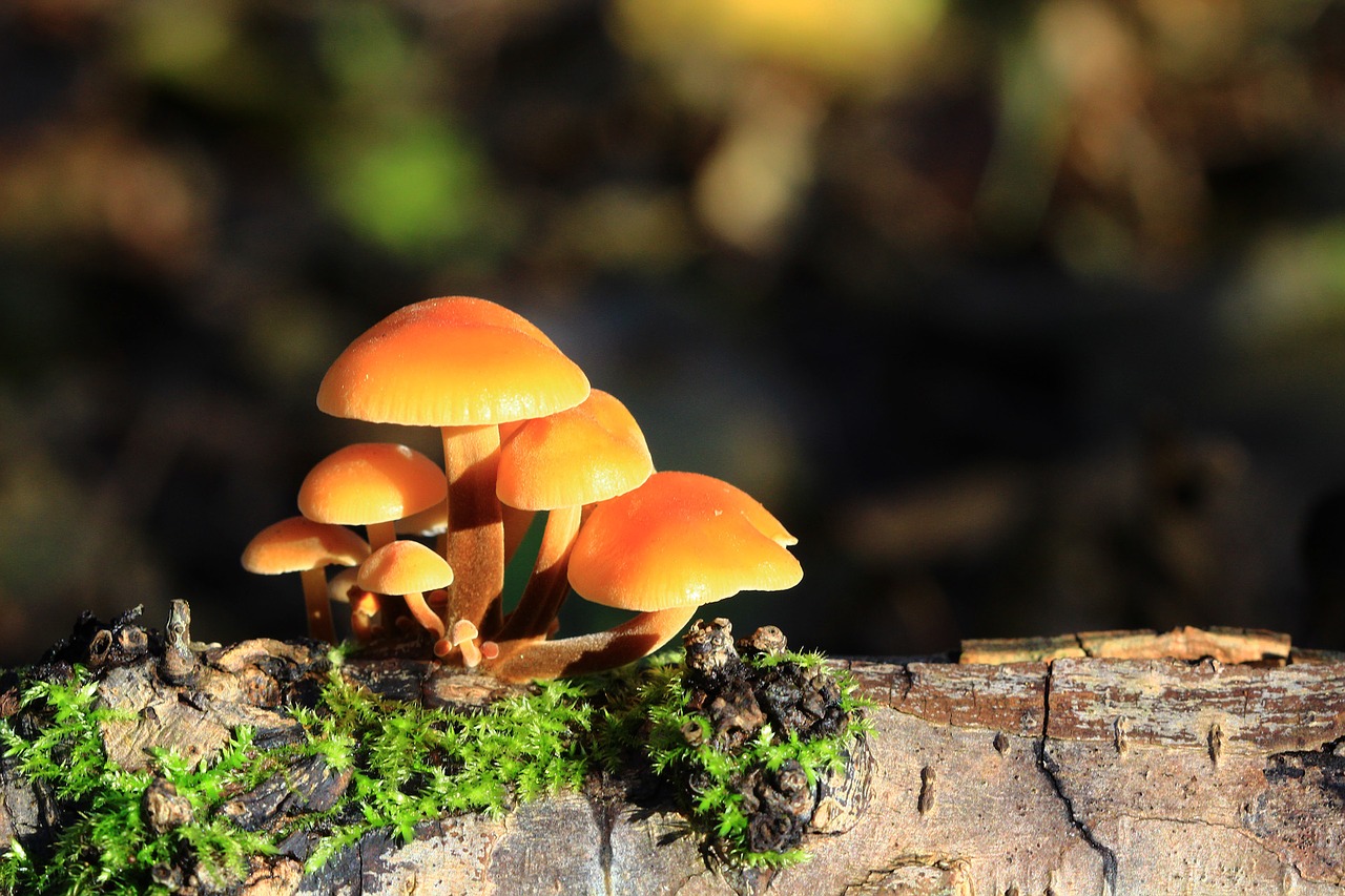 Image - mushrooms forest nature fall wood