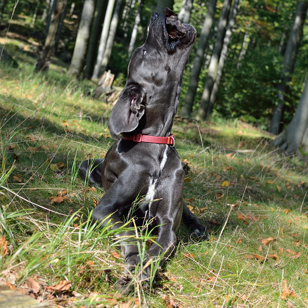 Image - great dane dog angled head