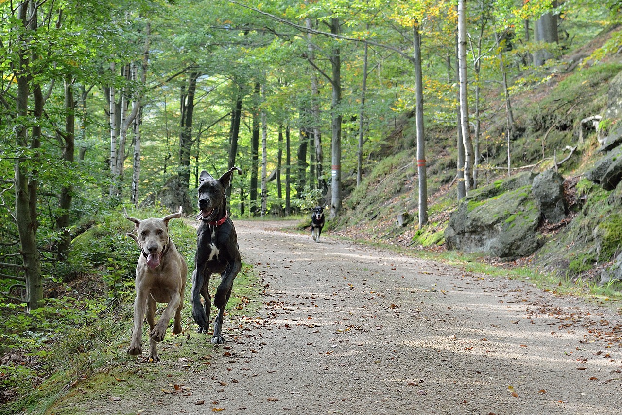 Image - running dogs path forest