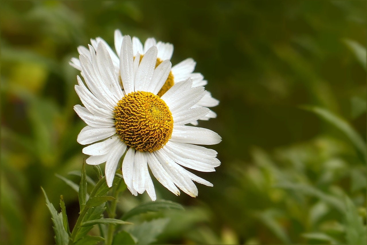 Image - flower marguerite leucanthemum