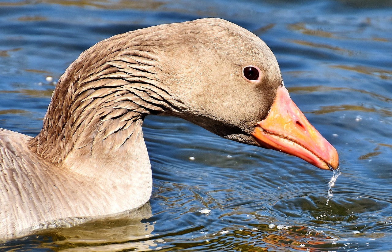 Image - goose water bird water animal pond