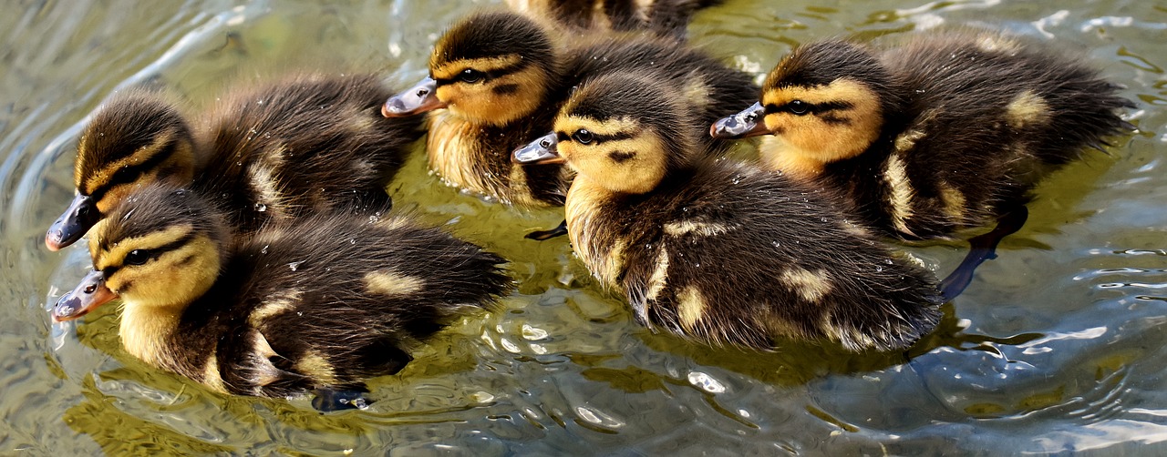 Image - mallard chicks baby swim small