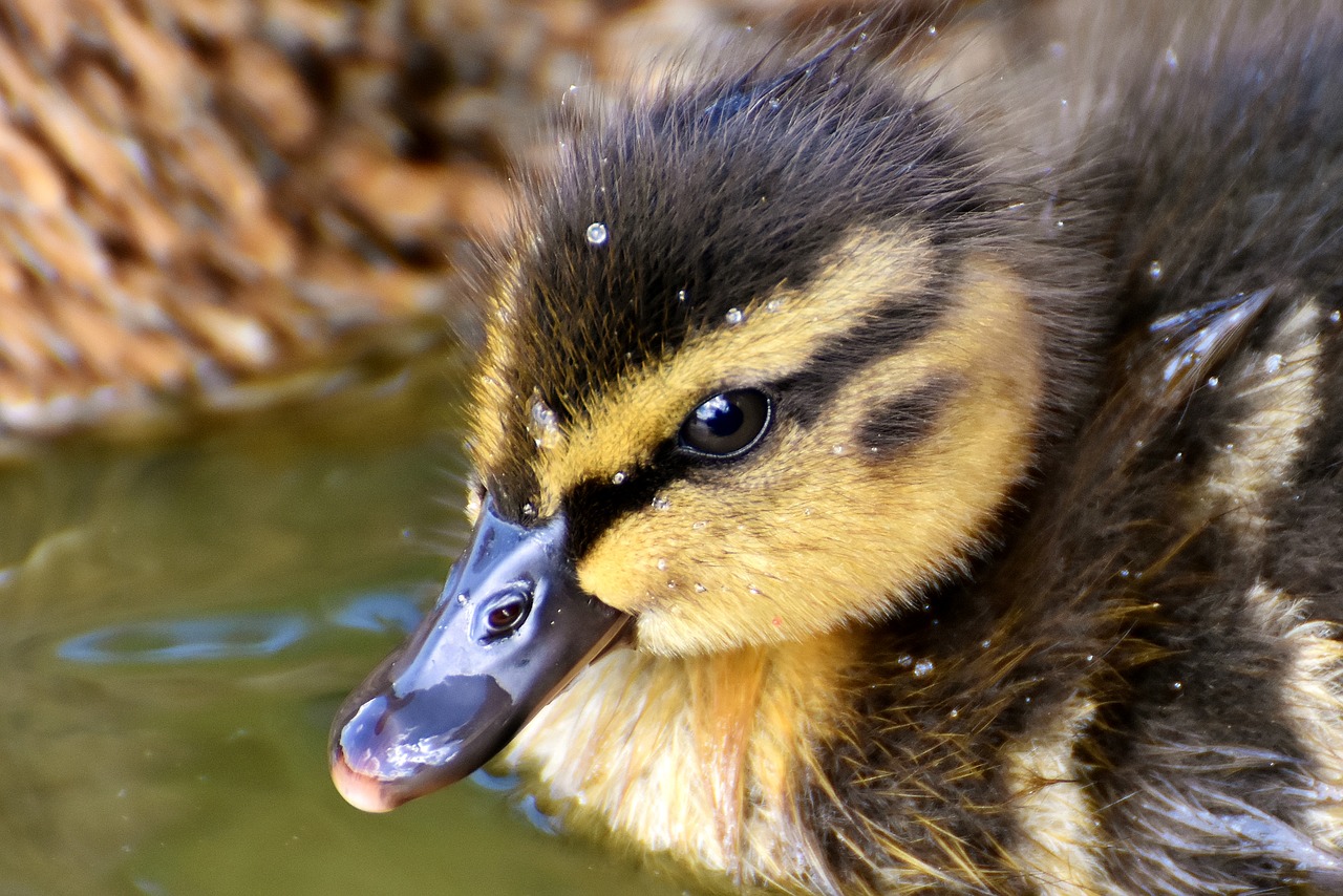 Image - mallard chicks baby swim small