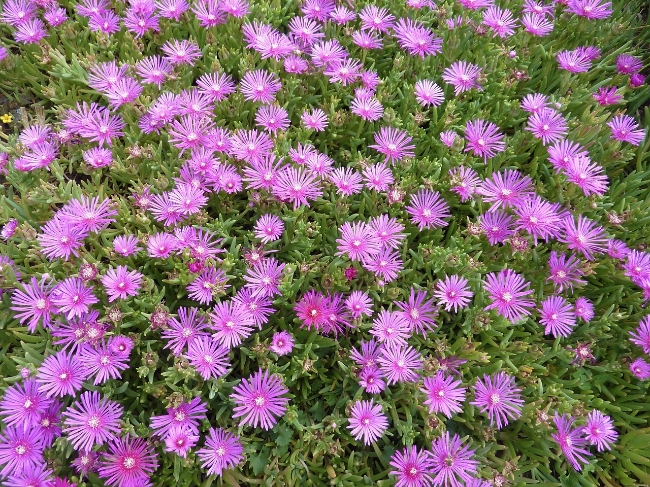 Image - flower pink flower parterre fleuri