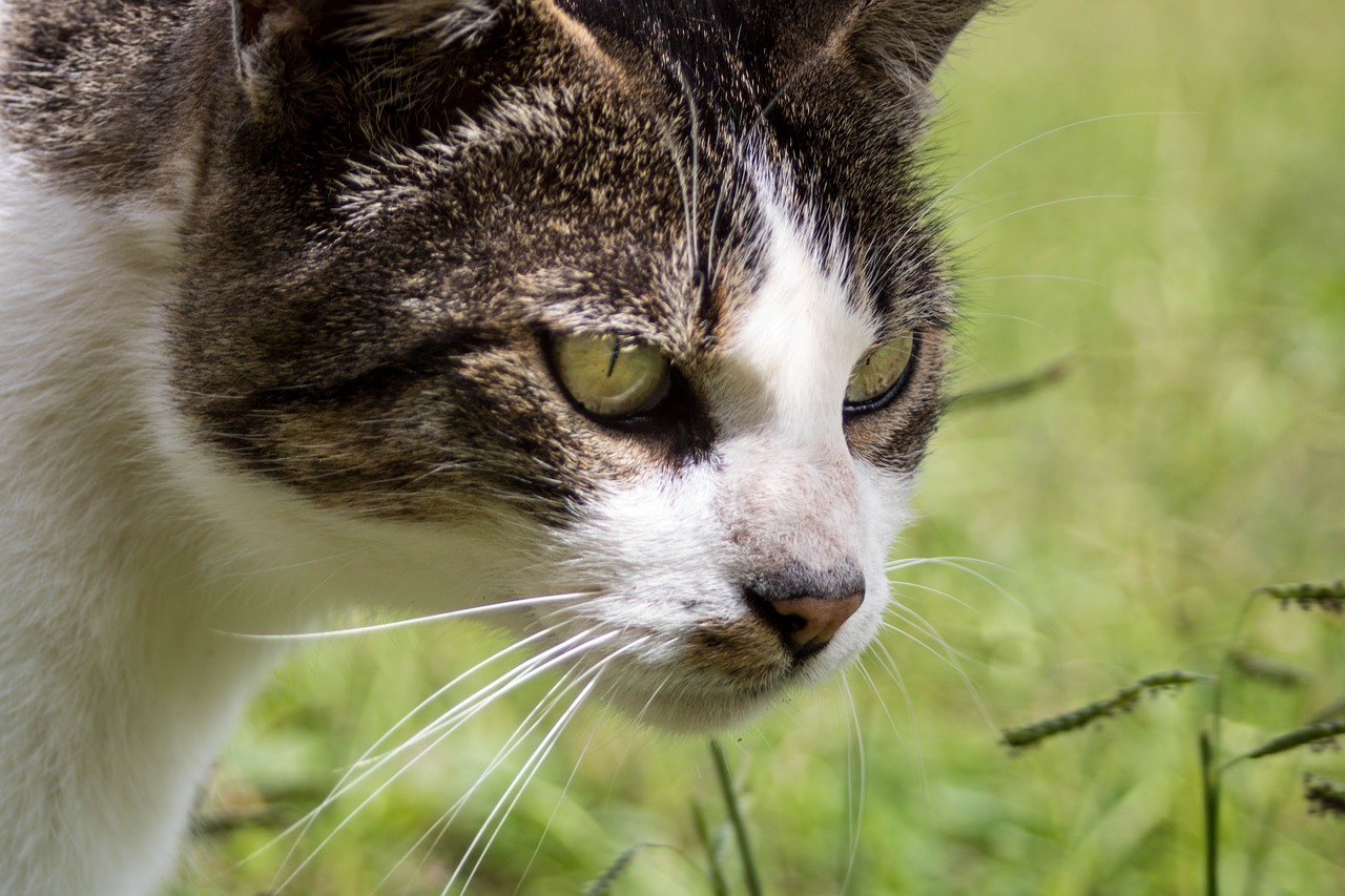 Image - comanche cat feline pet