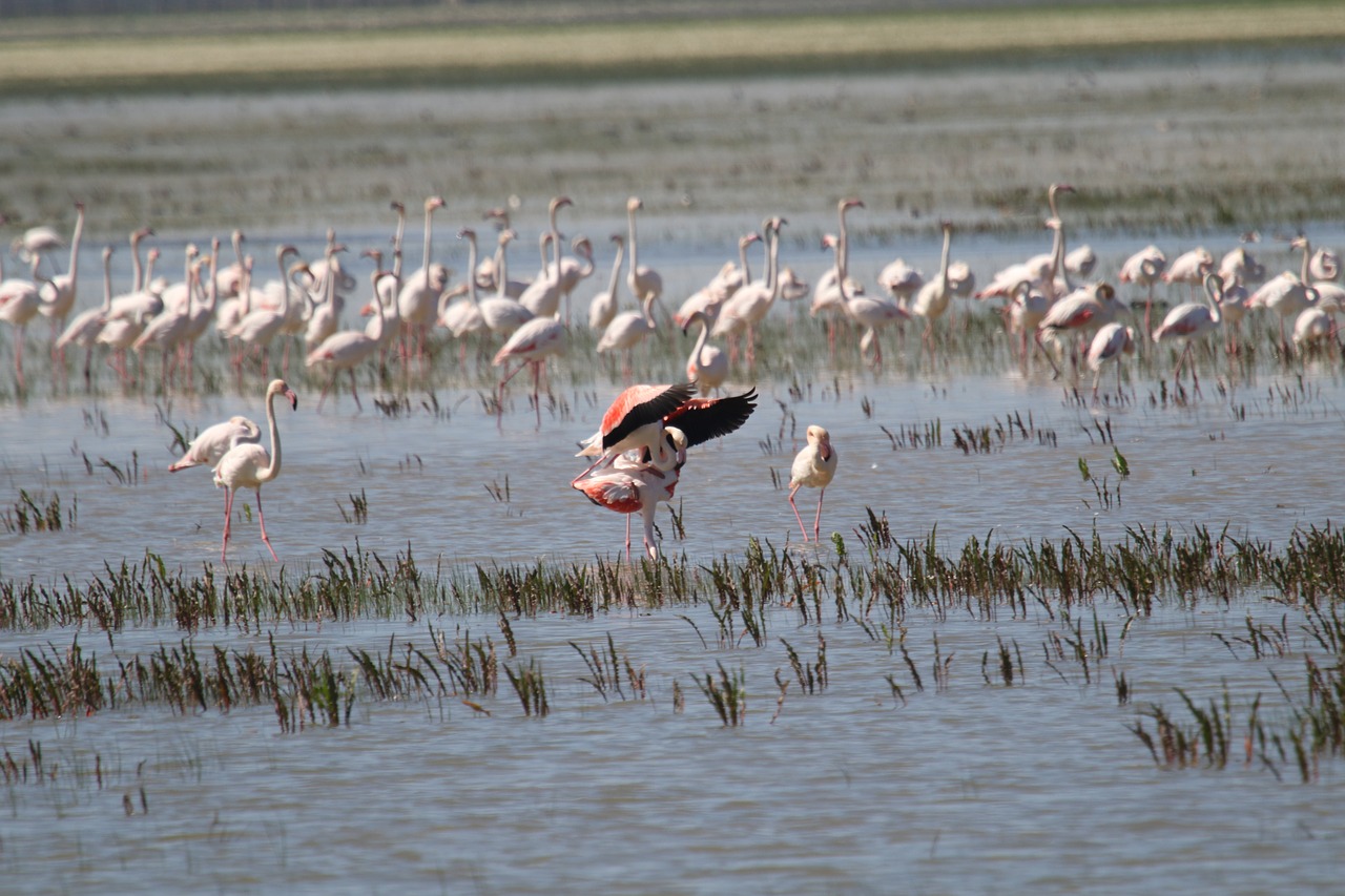 Image - flamingo spain nature bird