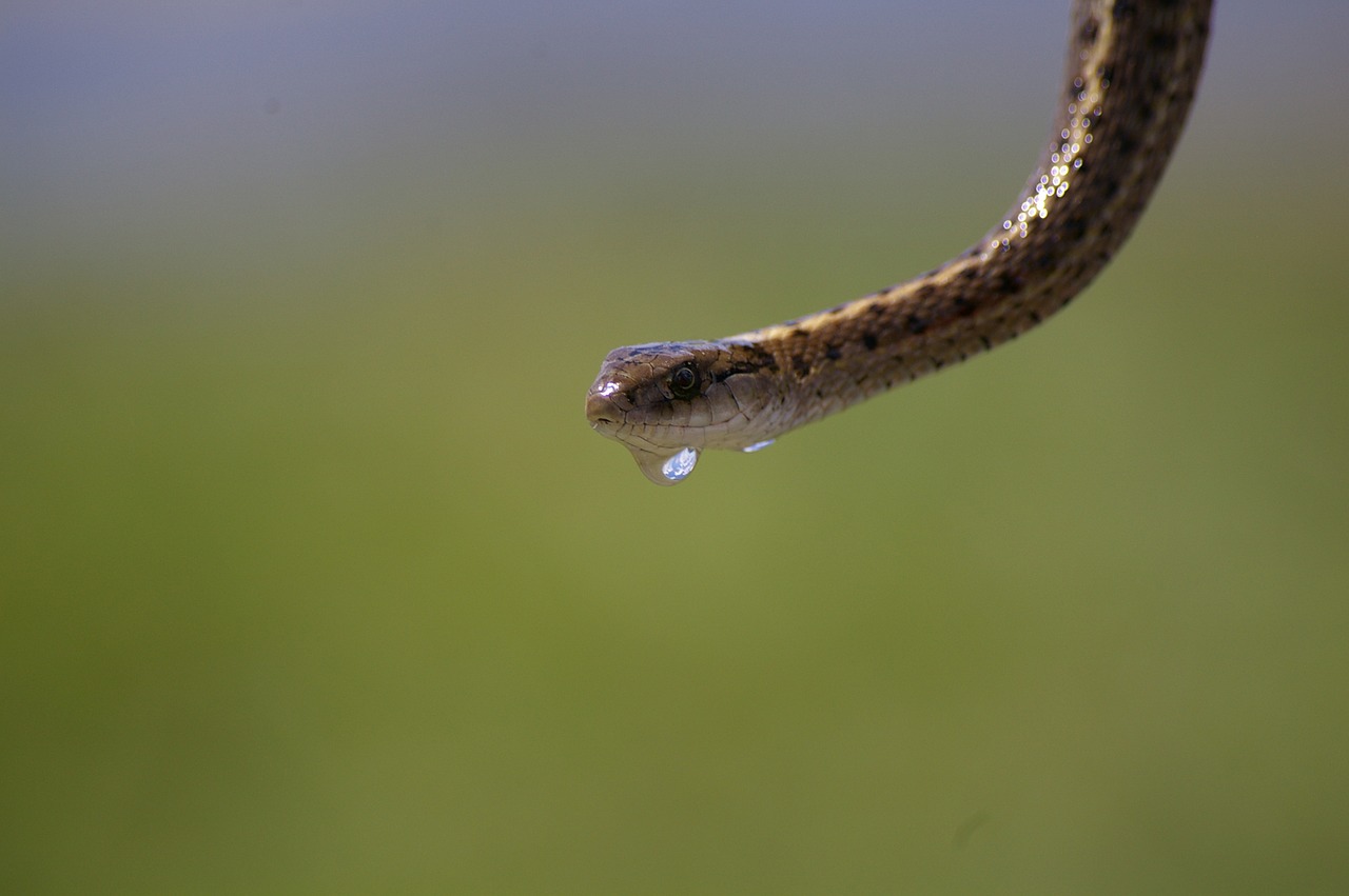 Image - garter snake water drip snake