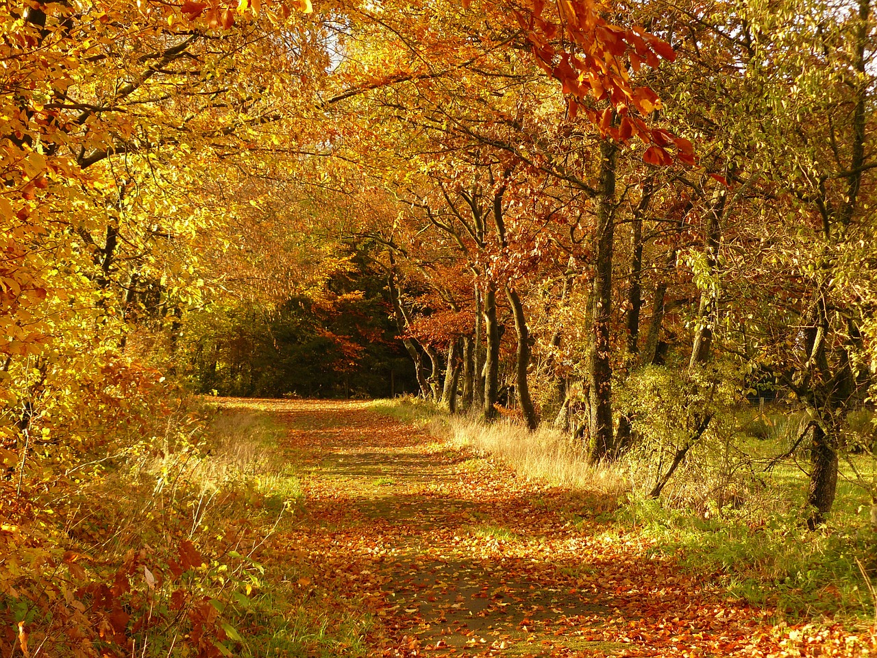 Image - autumn fall foliage golden autumn