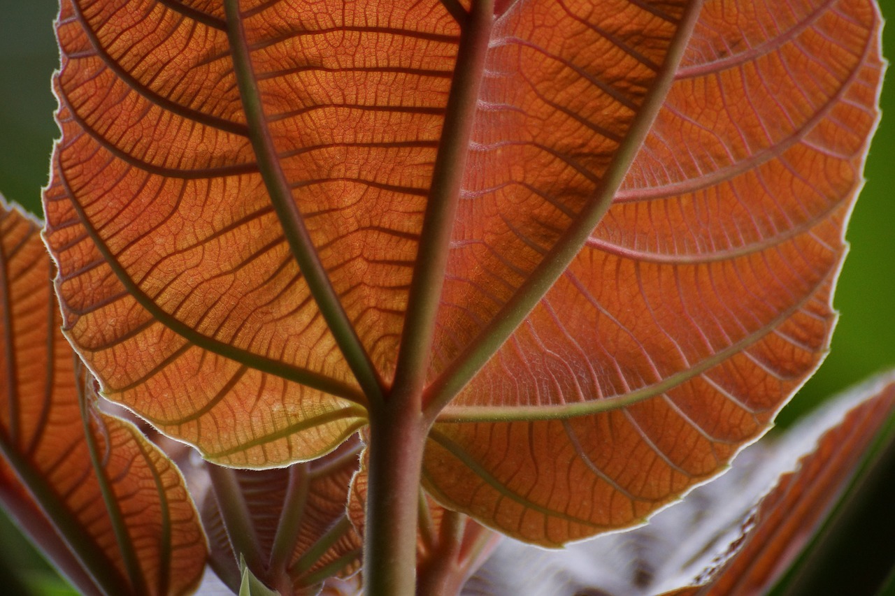 Image - backlit leaves macro