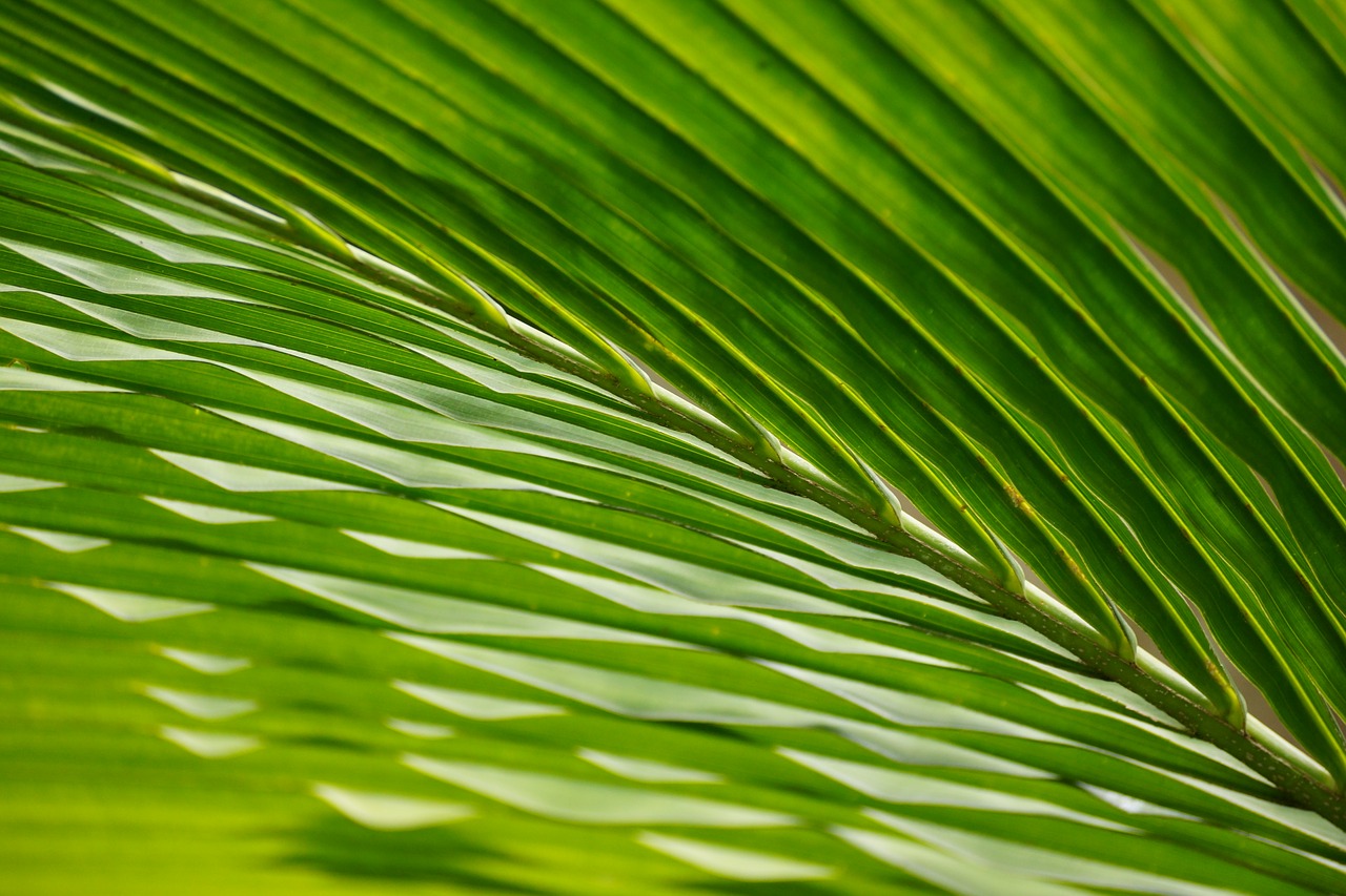 Image - leaves palm trees frond waving