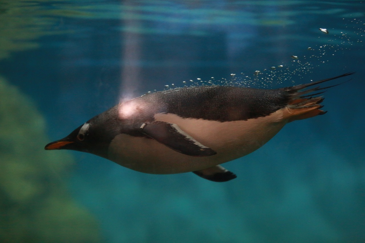 Image - zoo penguin animal bird nature