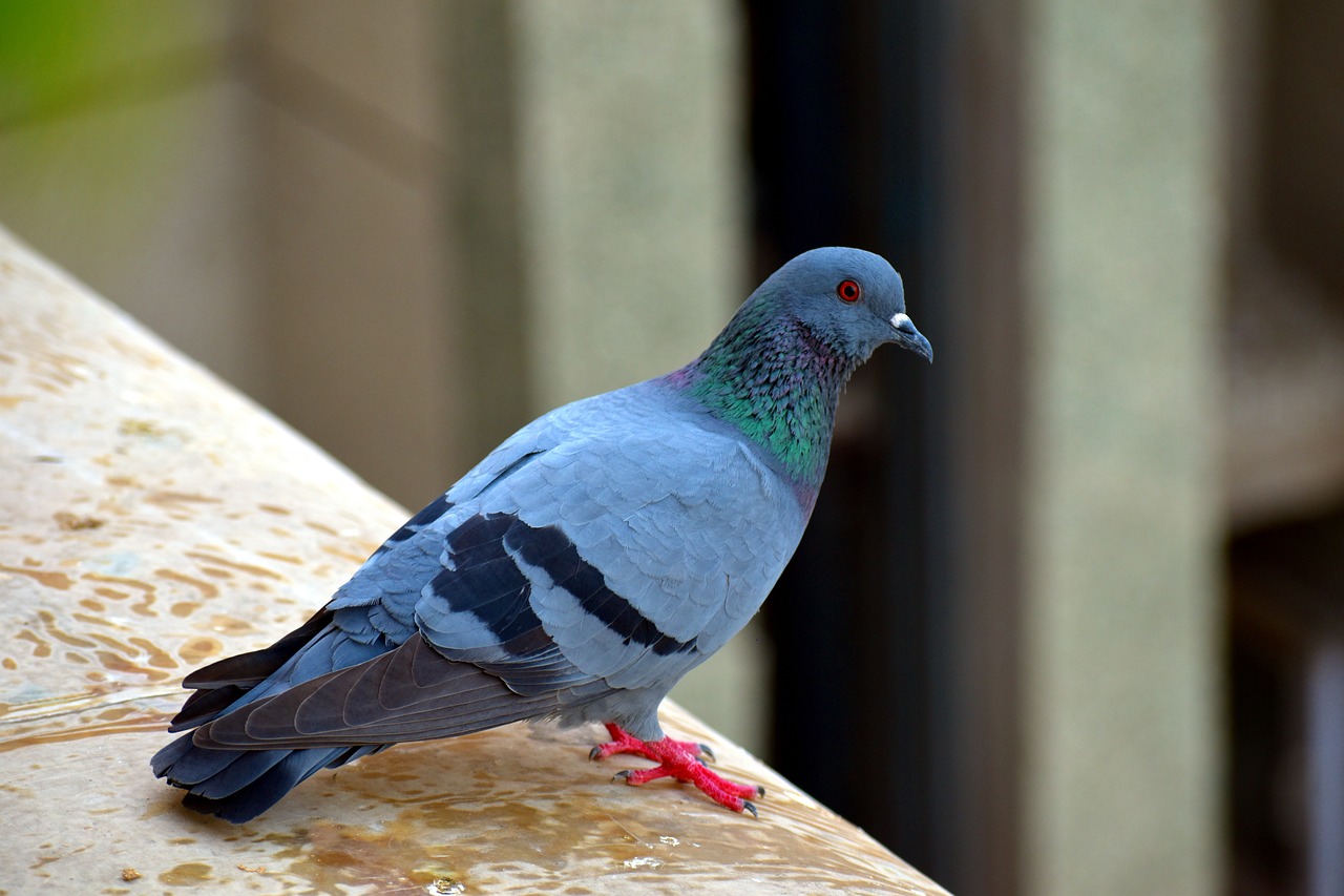 Image - feral pigeon bird street pigeon