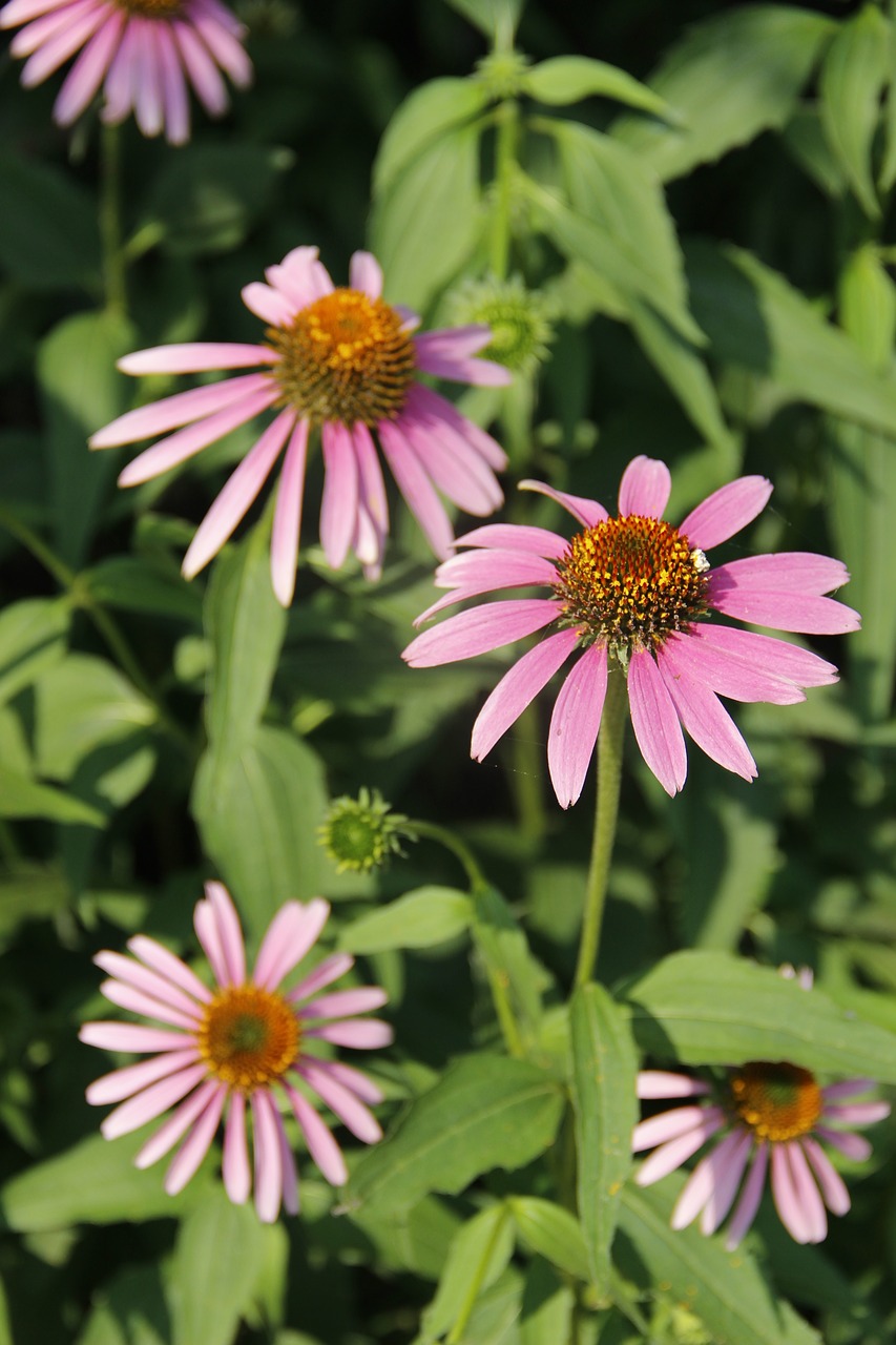 Image - daisy little flower flower purple