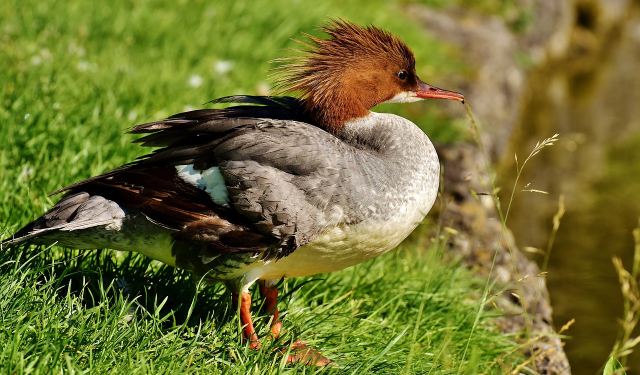 Image - merganser mergus merganser duck bird