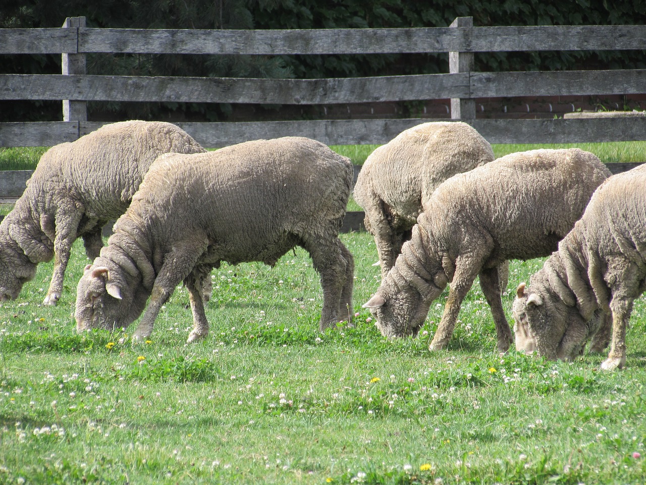 Image - sheep grazing ewes