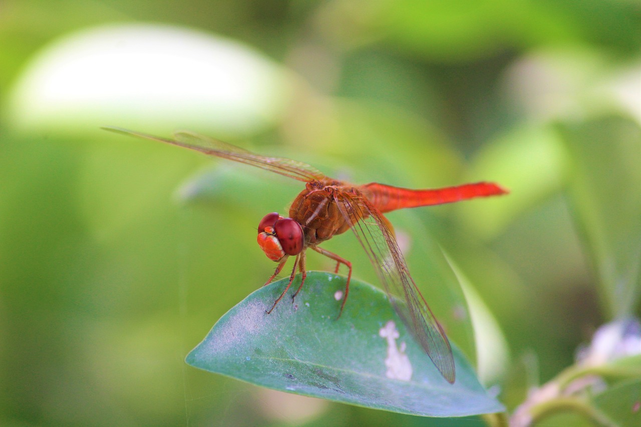 Image - dragonfly insect animal wildlife