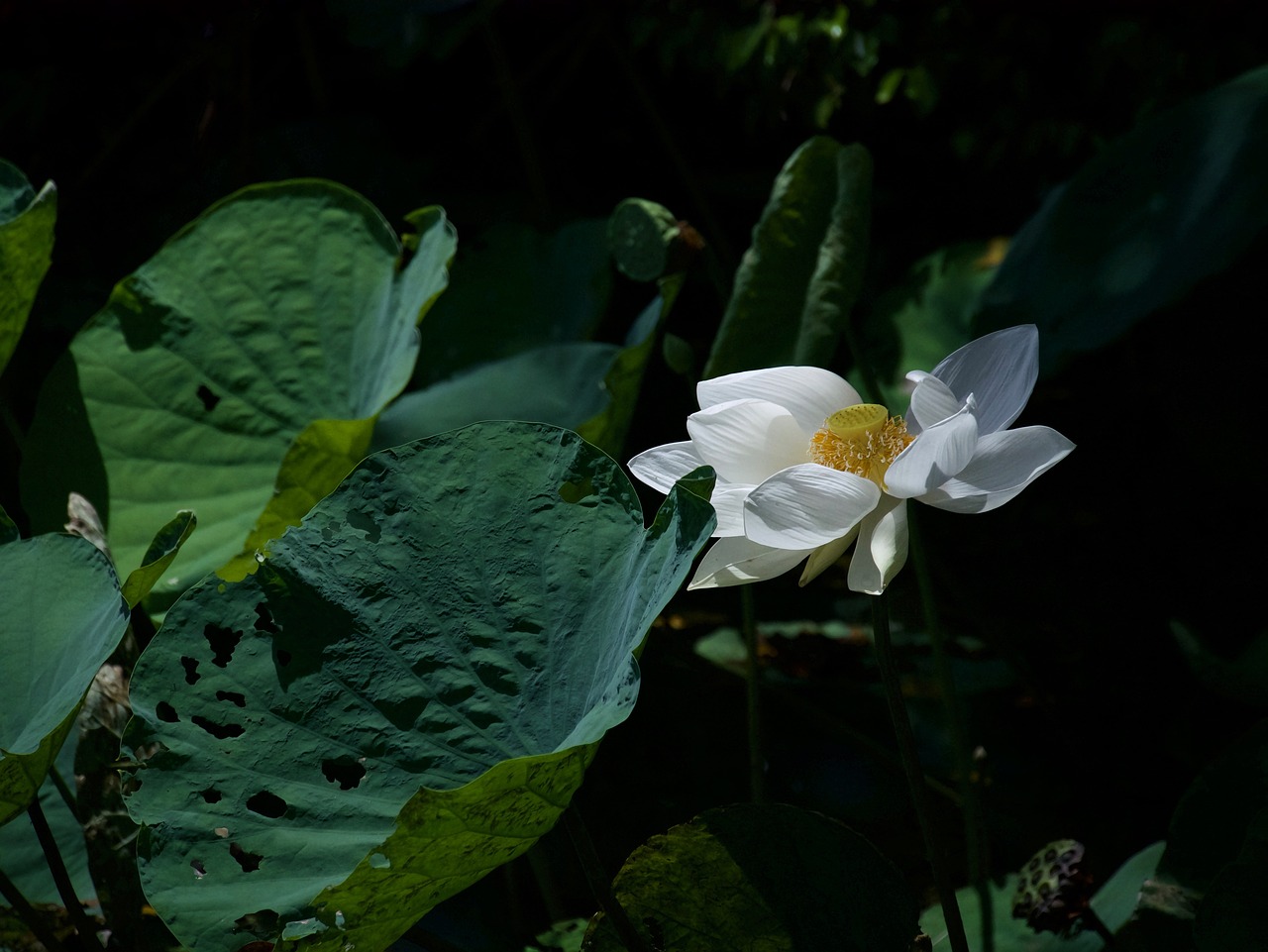 Image - lotus lotus white bua ban