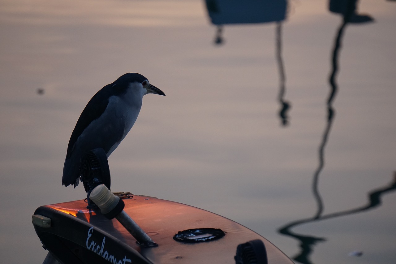 Image - bird animal river water shadow