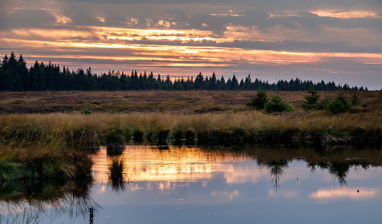 Image - moor heide nature landscape autumn