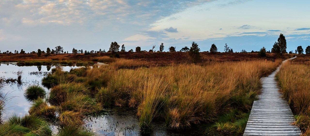 Image - moor heide nature landscape autumn