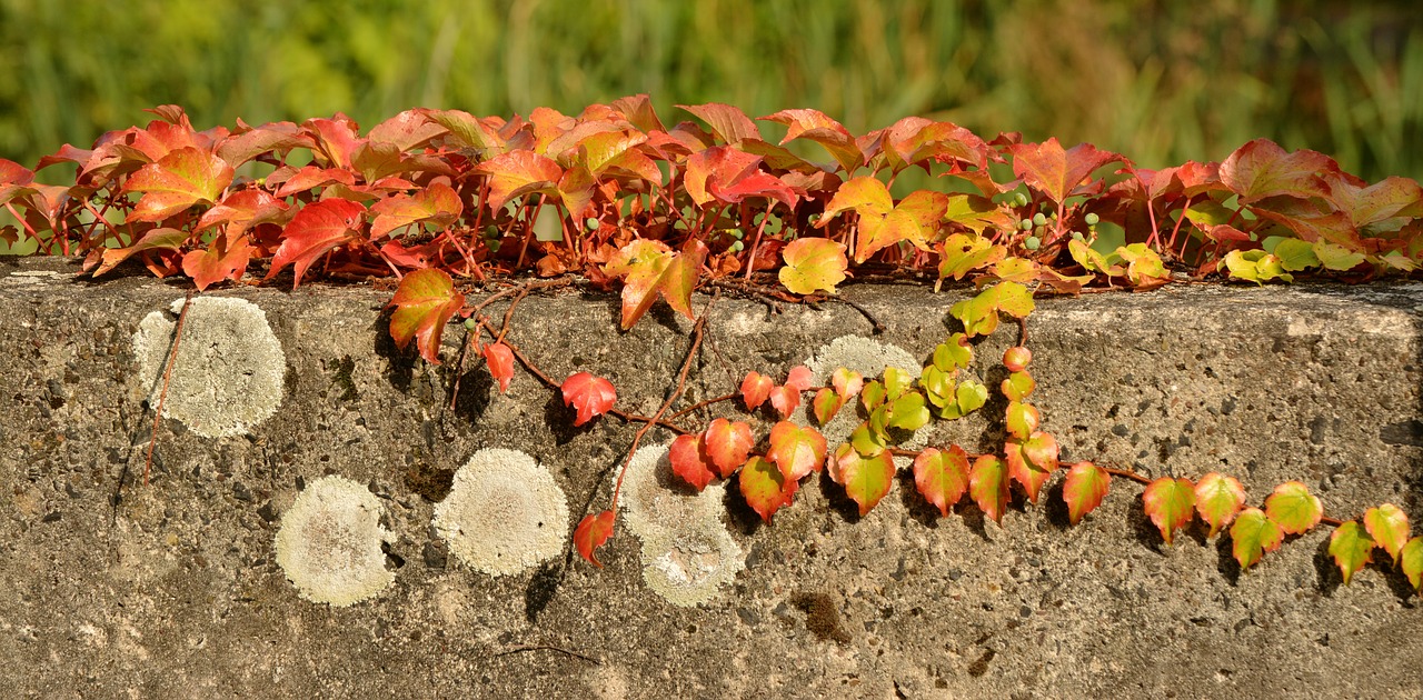 Image - fall leaves ivy autumn efeuranke