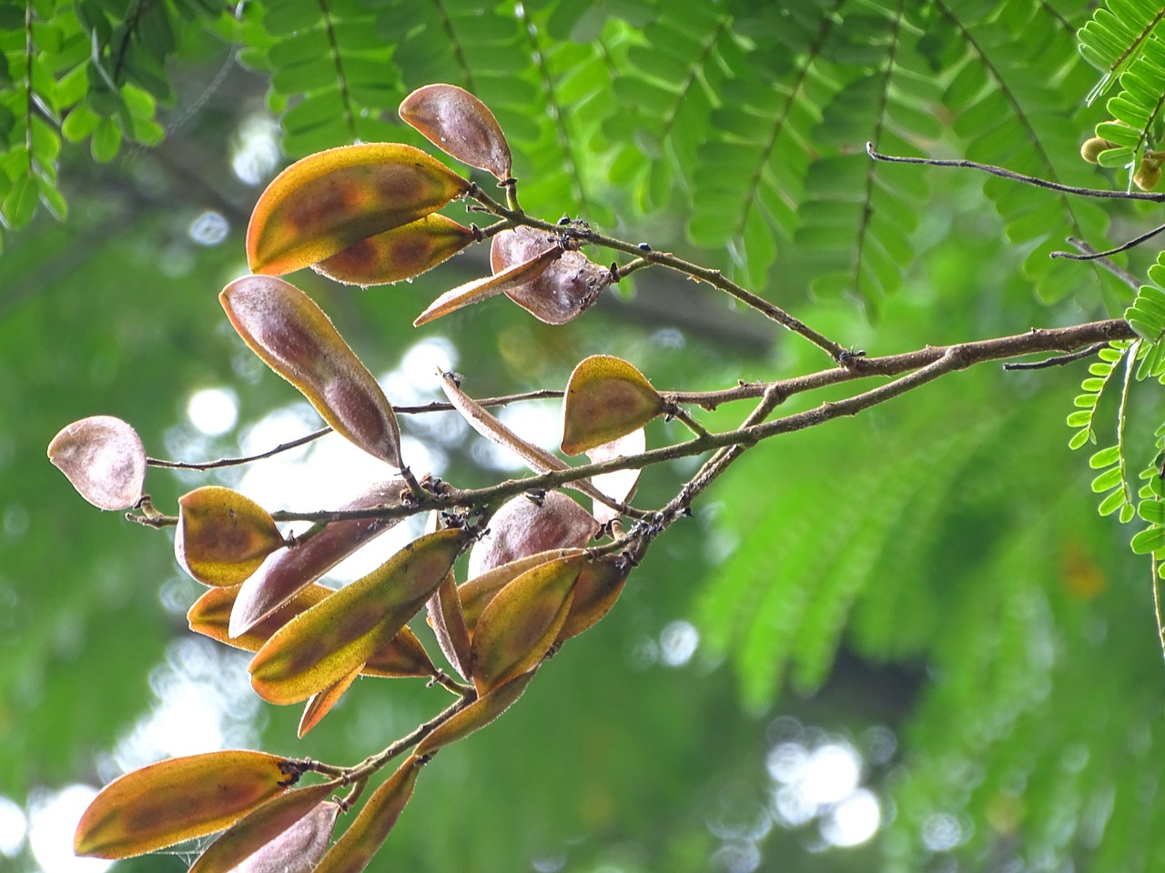 Image - nature tree natural forest green