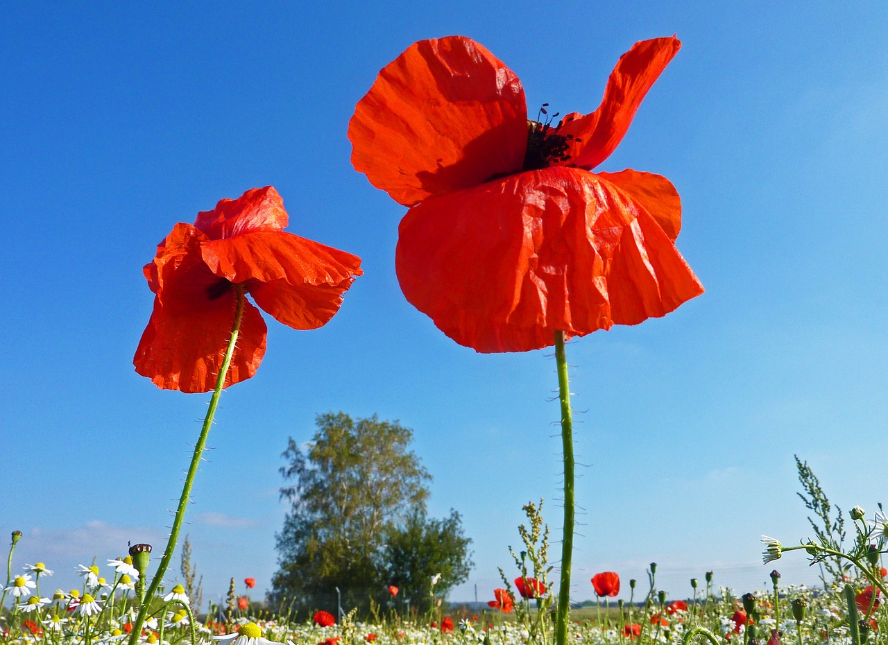 Image - poppies nature red flower fields