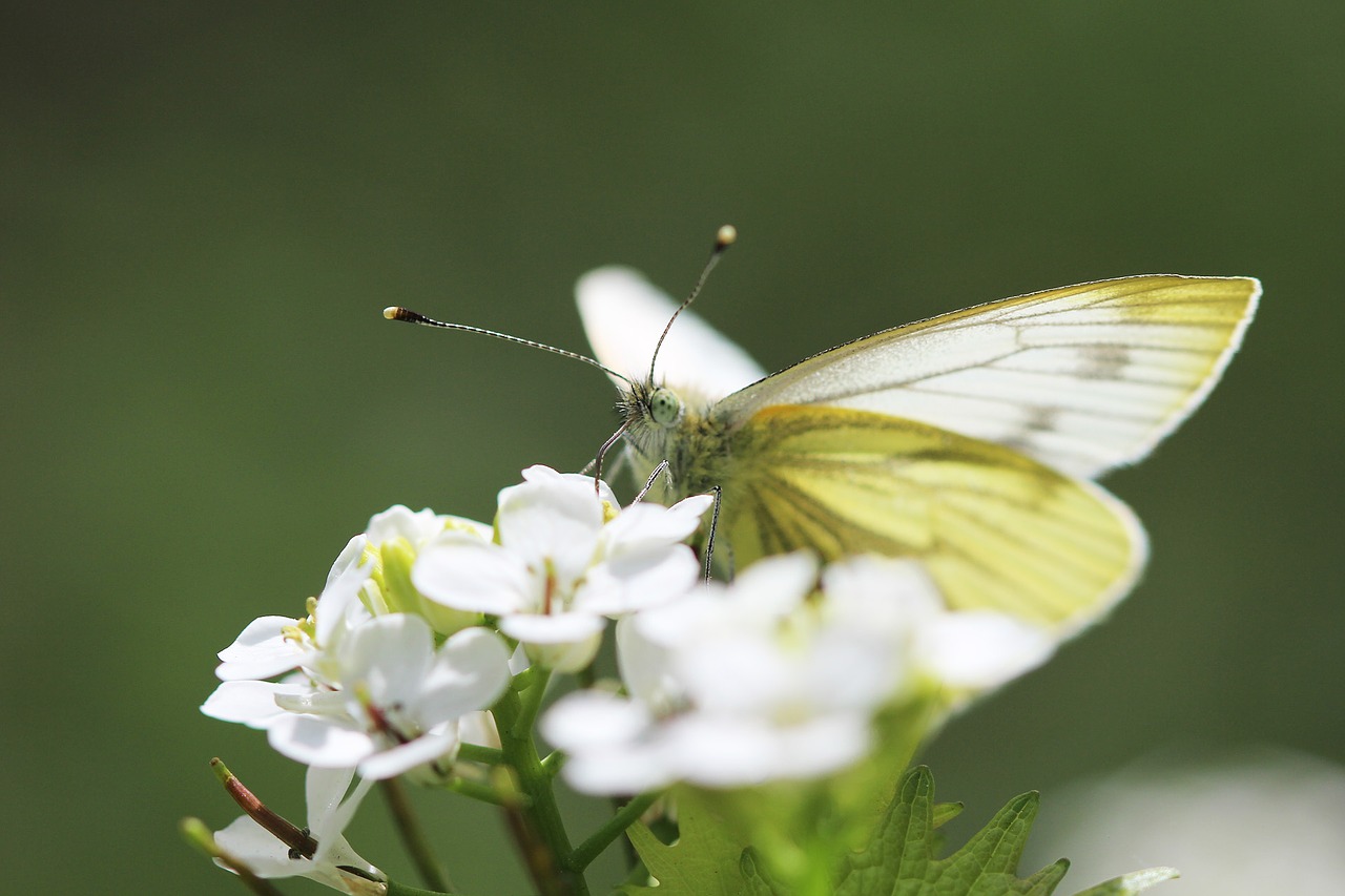 Image - butterfly white nature flower