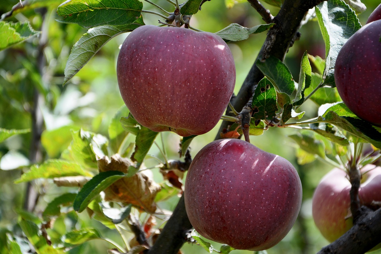 Image - apple red leaves red apple